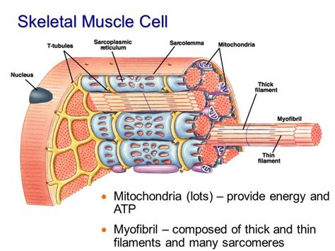 Can anyone find me a label diagram of a smooth muscle cell? Image result for skeletal muscle cells diagram with ...