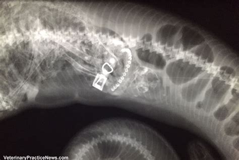 To confirm the diagnosis, endoscopy and biopsy of the stomach and intestines are. 2015 X-Ray Contest Winners - Veterinary Practice News