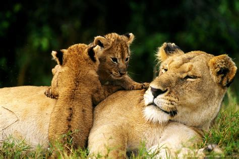 Lion Cubs On Mother Cubs Animals Lion