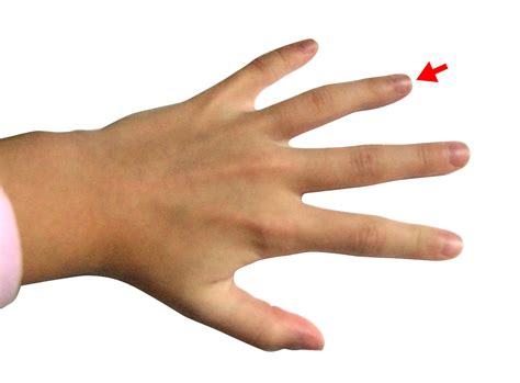 Filehand Ring Finger Wikimedia Commons