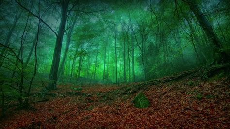 Mystical Forest Wallpaper 66 Images