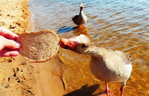 Feeding Ducks Bread Viral Sign Sparks Anger And Confusion Bbc News Vlrengbr