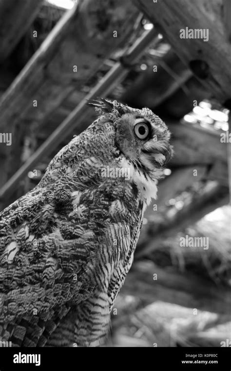 Black And White Owl Hi Res Stock Photography And Images Alamy