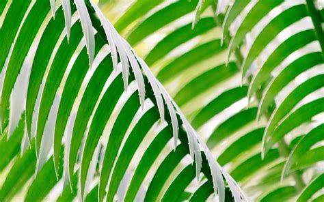 Download Wallpaper 3840x2400 Leaves Plant Stripes Macro Green 4k