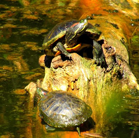 Pair Of Turtles Noah Streetman Flickr