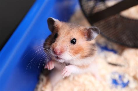 Why Do Hamsters Die So Fast A Data Backed Answer Hamsteropedia