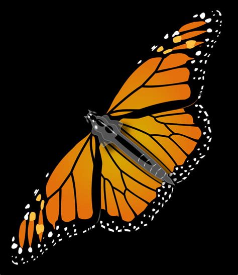 Monarch Butterfly Svg Vector Uidownload