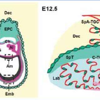 Placental Structure In The Mouse Figures Depict Early Development Of