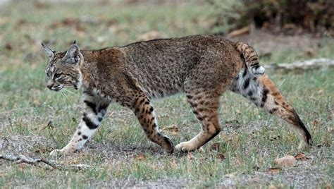 Bobcats In Texas Types And Where They Live A Z Animals
