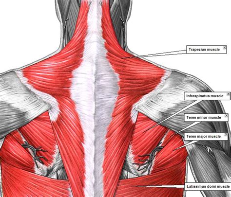 Here's your guide to its origin, insertion, actions, exercises, and common injuries. what are your back muscles called - ModernHeal.com