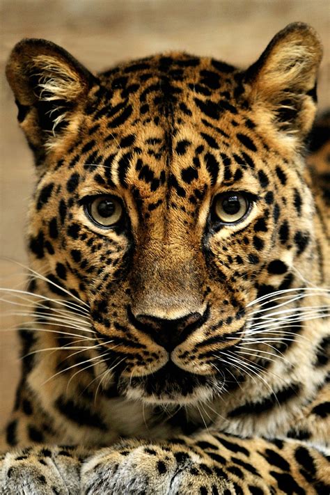 17 Things You Should Never, Ever Name Your Pet Jaguar