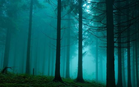 Wallpaper Sunlight Forest Nature Reflection Green Blue Mist