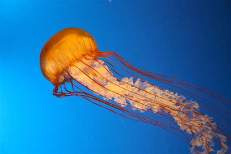 Jellyfish At The Vancouver Aquarium Free Photo Download Freeimages