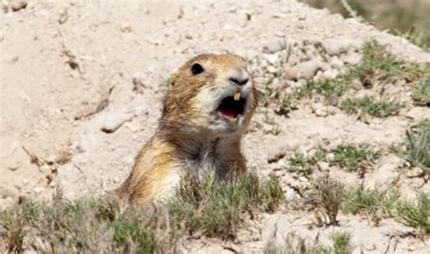 Difference Between Prairie Dog And Meerkat Differbetween
