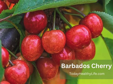 what does barbados cherry taste like today healthy life