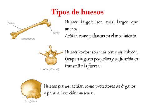 Ppt El Sistema óseo Humano Powerpoint Presentation Free Download
