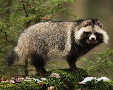 The Raccoon Dog Also Known As The Mangut Tanuki Or Neoguri Is A