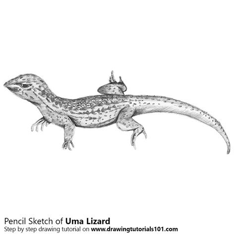 I used faber castell coloured pencils and bristol. Uma Lizard Pencil Drawing - How to Sketch Uma Lizard using ...