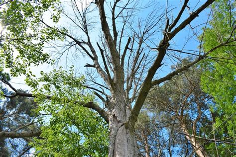 How To Treat Ash Trees For Emerald Ash Borer Damage Prince Gardening