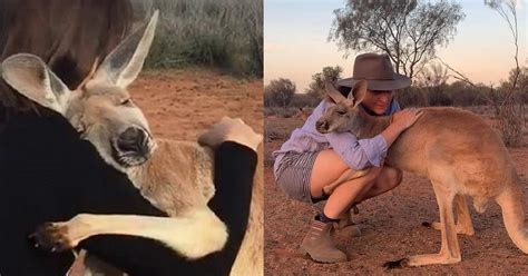 Adorable Kangaroo Hugs The Volunteers Who Rescued Her