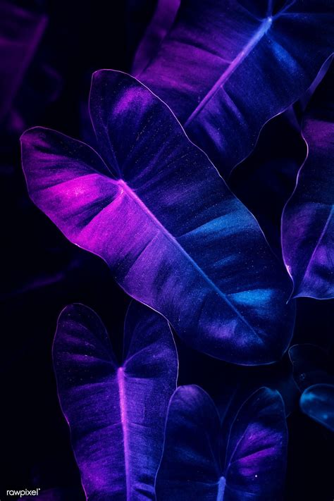 Neon Tropical Anthurium Leaves Poster Premium Image By