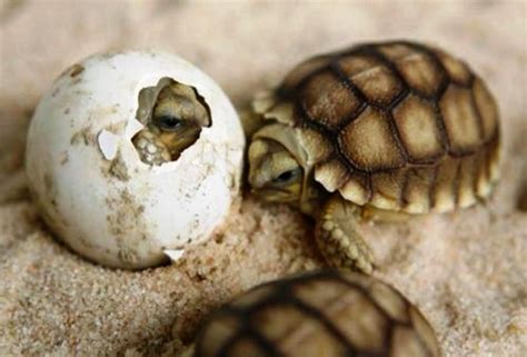 Baby Sea Turtles Baby Turtles Turtle Hatching Turtle