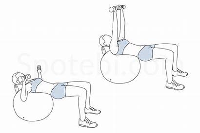 Chest Exercise Press Ball Stability Muscles Guide