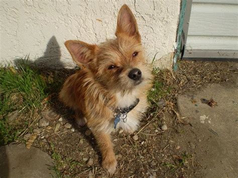 Cairn Terrier Chihuahua Mix Everything You Need To Know Prefurred