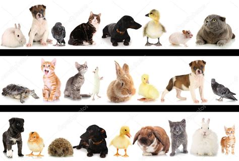 Collage Of Different Cute Animals Stock Photo By ©belchonock 32957623