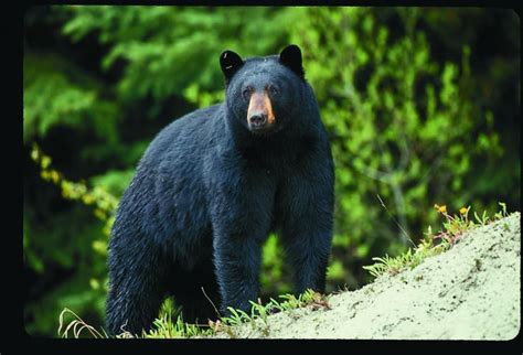 American Black Bear Missouri Department Of Conservation