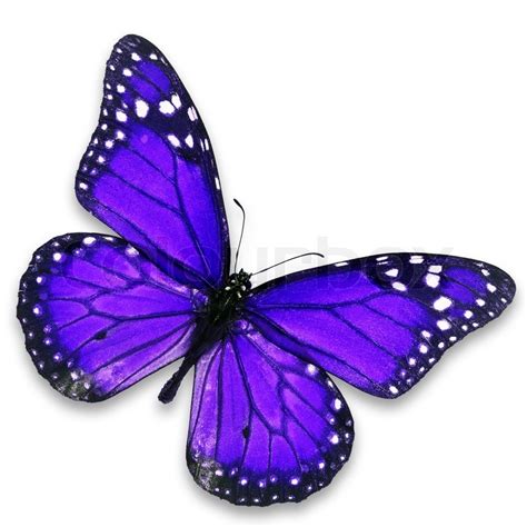 Beautiful Purple Butterfly Isolated On Stock Photo Colourbox