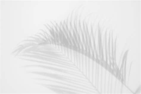 Shadows Palm Leaves On A White Wall Abstract Background Stock Photo