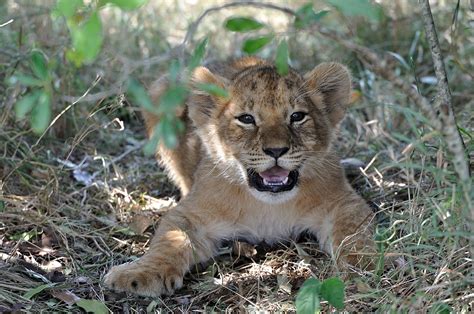Kostenlose nutzung keine zuteilung erforderlich riesige bildauswahl. Löwen Baby Foto & Bild | tiere, wildlife, säugetiere ...