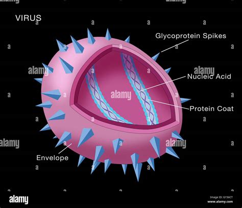 Diagram Showing The Structure Of A Typical Virus Virus Particles Or