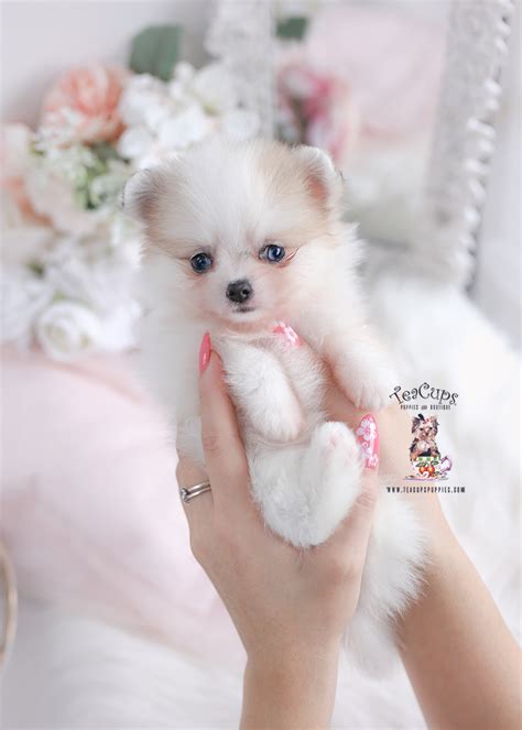 Pomeranian 020 Teacup Puppies And Boutique