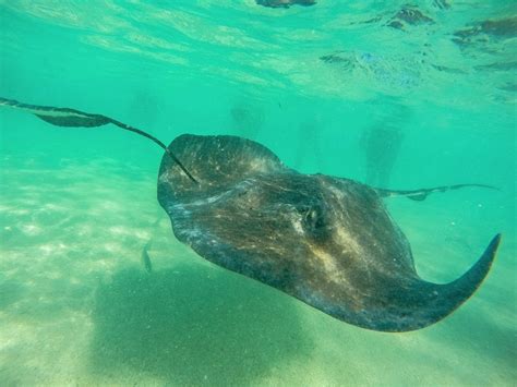 How To Swim With Wild Stingrays In Antigua In The Caribbean Hand