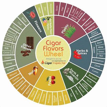 Cigar Flavor Taste Wheels Wheel Flavors Infographics