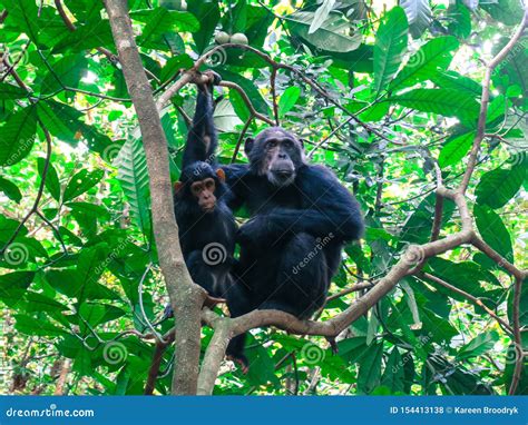 Adult Chimpanzee With Her Baby In A Tree At The Gombe National Park
