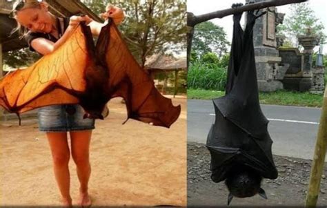 The Philippines Has Human Sized Bats Called The Giant Golden Crowned