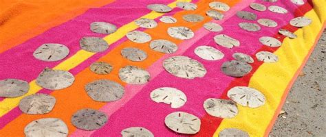3 Easy Steps To Preserving Sand Dollars Seashell Crafts Sand Dollar
