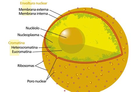 partes del nucleo de la celula eucariota compartir celular images