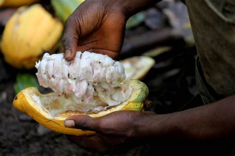 Ivory Coast Ghana Halt Cocoa Farm Aid To Punish Businesses For Not
