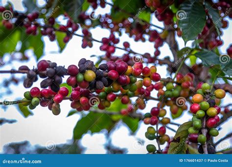 Coffee Beans On Trees Stock Image Image Of Food Farm 176601437