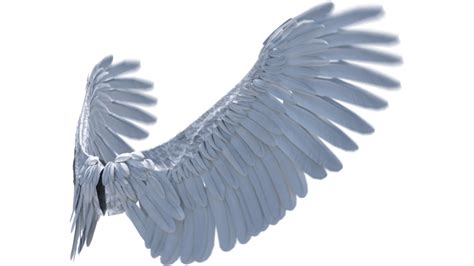 Looping Angel Wings Flapping Quarter View 1 Effect Footagecrate