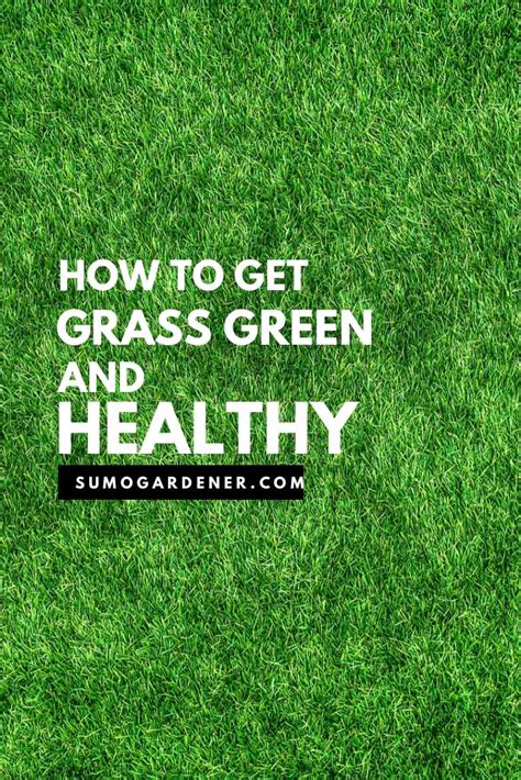 How To Get Grass Green And Healthy Sumo Gardener