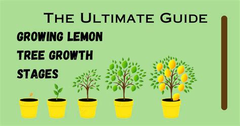 Growing Lemon Tree Growth Stages And Care Tips Ultimate Guide