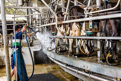 Dairy Milking Dairy Cows In A Rotary Cowshed With Significant