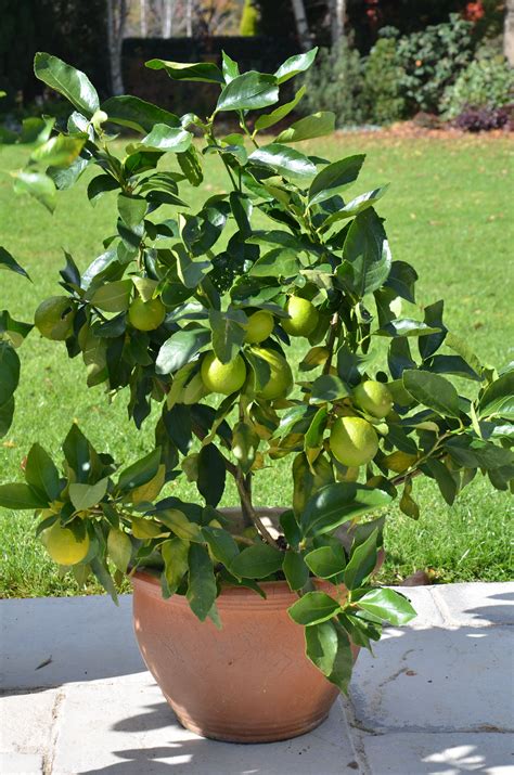How To Maintain Your Potted Citrus Potted Trees Citrus Trees Citrus
