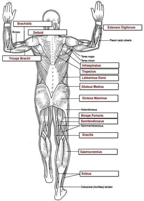 Full Anatomy Muscle And Labeled