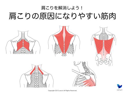 【肩こり解消】図解 肩こりの原因になりやすい筋肉まとめ バレエヨガインストラクター三科絵理のブログ